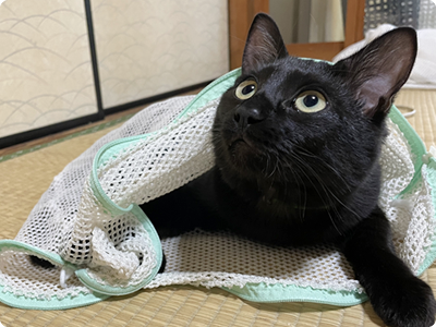 リードをつけて、またはキャリーバッグでご来院ください