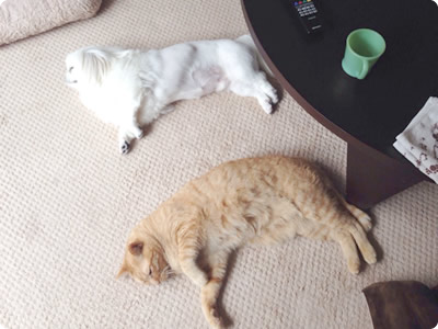 診療コンセプト