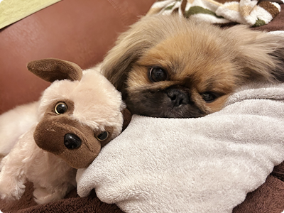 診療コンセプト