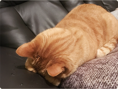 ホモトキシコロジーの治療