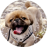 ワンちゃんの予防接種について