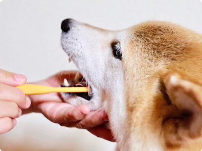 歯周病の原因は?