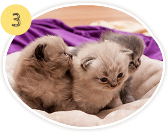 避妊・去勢手術