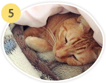 ホモトキシコロジー