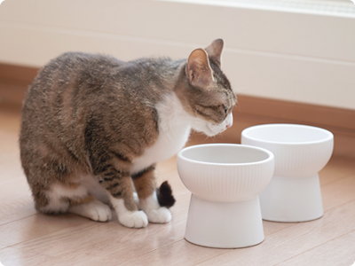 尿石症の予防法や対策