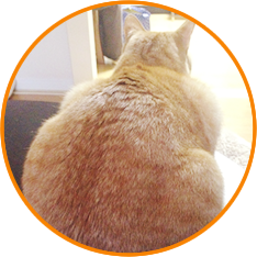 肥満の猫